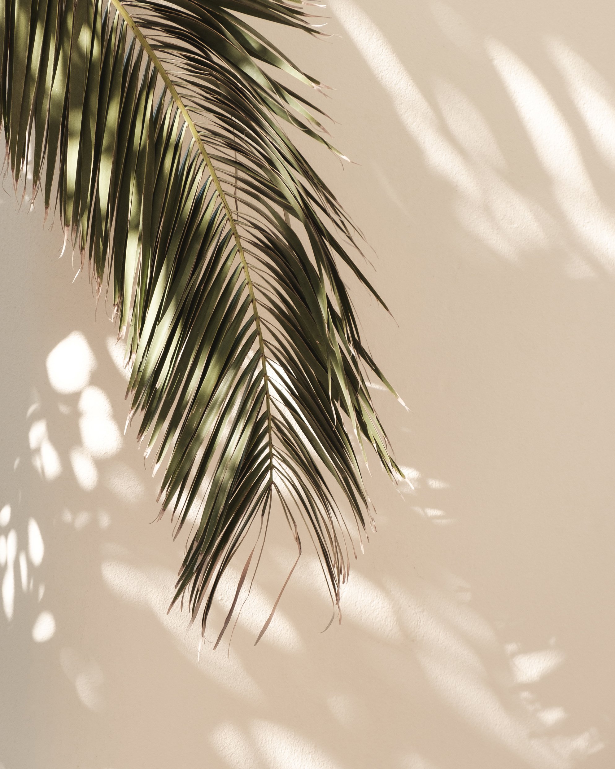 Palm leaf beautiful shadows on the wall. Creative, minimal, styled concept for bloggers.